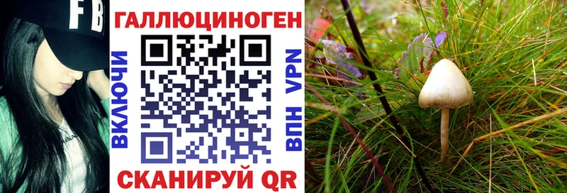 Галлюциногенные грибы Psilocybine cubensis  Купить  Жуков 